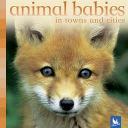 Animal Babies in Towns and Cities