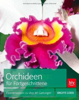 Orchideen für Fortgeschrittene: Expertenwissen zu über 80 Gattungen