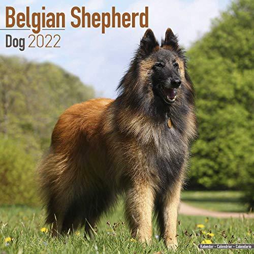 Belgian Shepherd Dog - Belgischer Schäferhund 2022: Original Avonside-Kalender [Mehrsprachig] [Kalender] (Wall-Kalender)