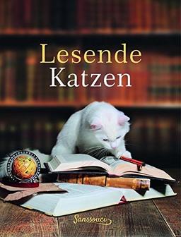 Lesende Katzen