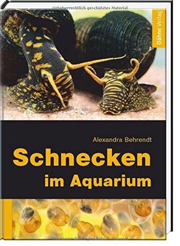 Schnecken im Aquarium