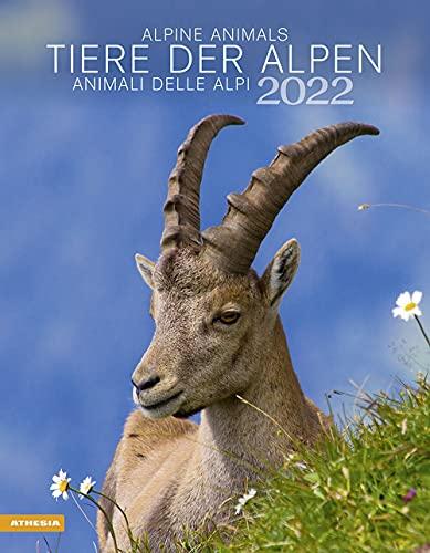 Tiere der Alpen - Kalender 2022: Animali delle Alpi – Alpine animals