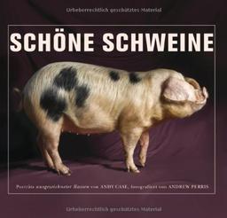 Schöne Schweine: Porträts ausgezeichneter Rassen von Andy Case, fotografiert von Andrew Perris