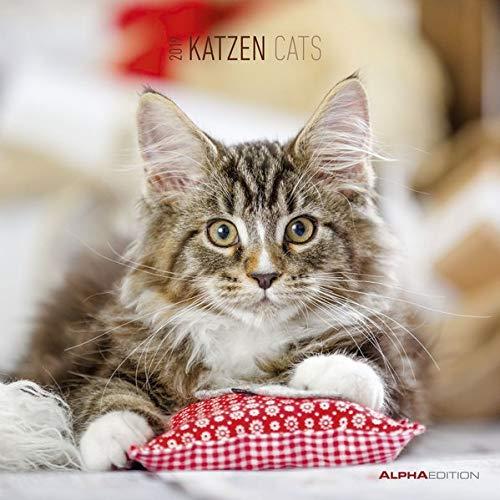 Katzen 2019 - Cats - Broschürenkalender (30 x 60 geöffnet) - Tierkalender - Wandplaner