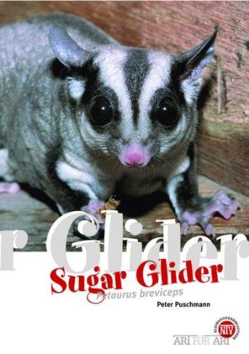 Der Sugar Glider: Art für Art