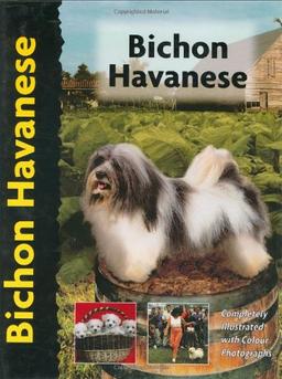 Bichon Havanese (Pet love)