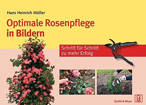 Optimale Rosenpflege in Bildern: Schritt für Schritt zu mehr Erfolg