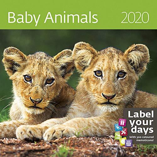 Baby Animals Calendar - Calendars 2019 - 2020 Wall Calendar - Photo Calendar - 12 Month Calendar by Helma (Multilingual Edition)