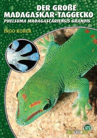 Der Große Madagaskar Taggecko. Phelsuma madagascariensis grandis