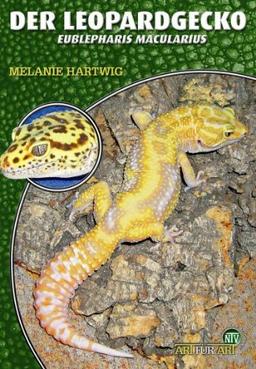 Der Leopardgecko - Eublepharis macularius