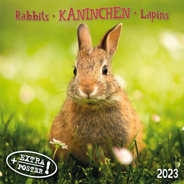 Rabbits/Kaninchen 2023: Kalender 2023 (Artwork Edition)