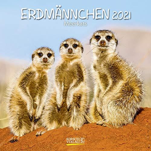 Erdmännchen 2021: Broschürenkalender mit Ferienterminen. Lustige Bilder der witzigen kleinen Tiere. 30 x 30 cm