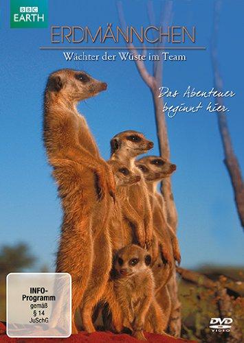 Erdmännchen - Wächter der Wüste im Team