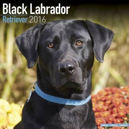 Black Labrador Retriever Calendar 2016 (Square)