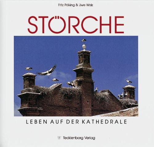 Störche. Leben auf der Kathedrale