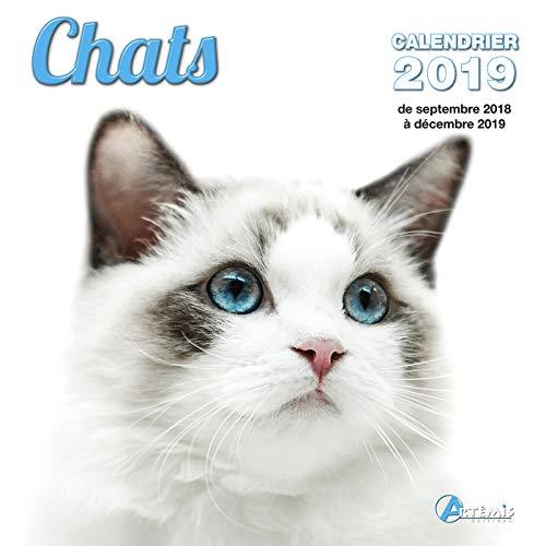 Chats : calendrier 2019 : de septembre 2018 à décembre 2019