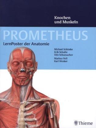 PROMETHEUS LernPoster der Anatomie, Knochen und Muskeln