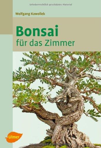 Bonsai für das Zimmer