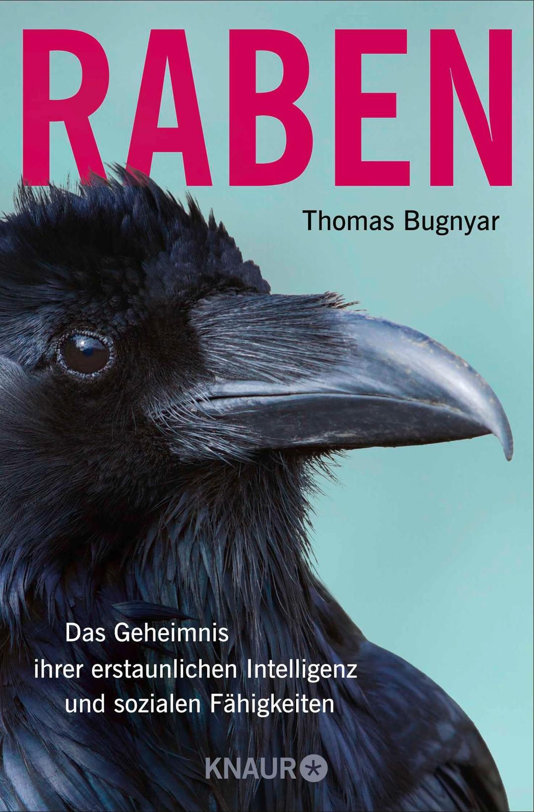 Raben: Das Geheimnis ihrer erstaunlichen Intelligenz und sozialen Fähigkeiten