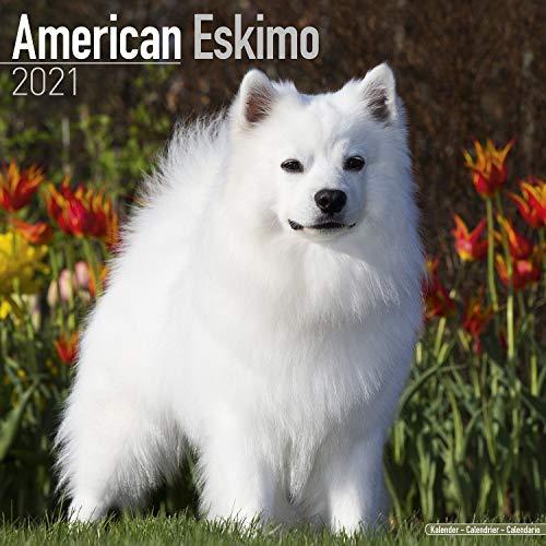 American Eskimo 2021 Wall Calendar