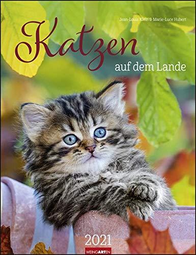 Katzen auf dem Lande Kalender 2021