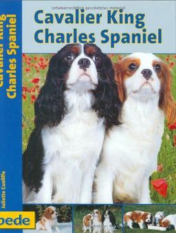 Cavalier King Charles Spaniel, Praxisratgeber