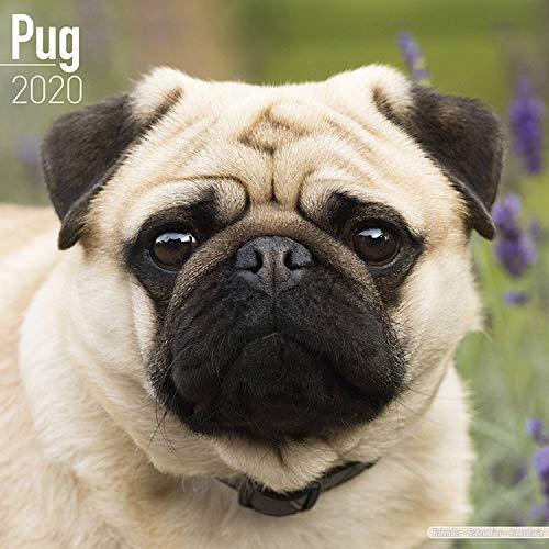 Pug Calendar 2020