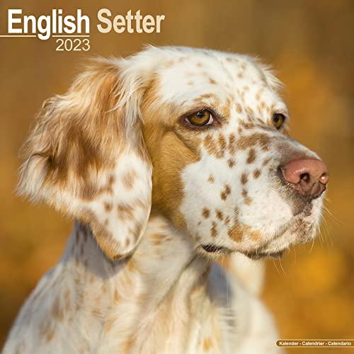 English Setter - Englisch Setter 2023 - 16-Monatskalender: Original Avonside-Kalender [Mehrsprachig] [Kalender] (Wall-Kalender)