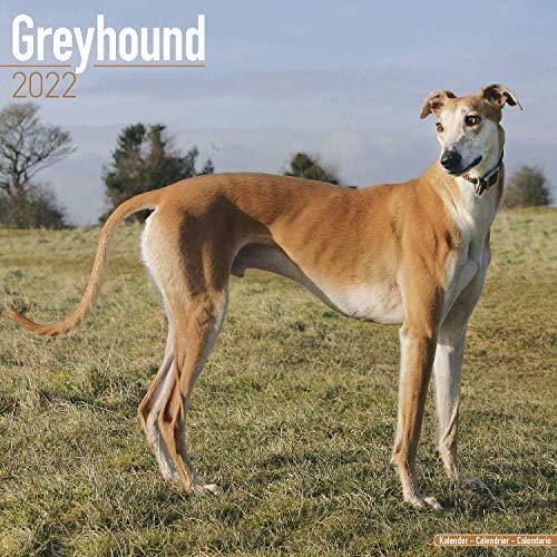 Greyhound - Großer Englischer Windhund 2022 - 16-Monatskalender: Original Avonside-Kalender [Mehrsprachig] [Kalender] (Wall-Kalender)