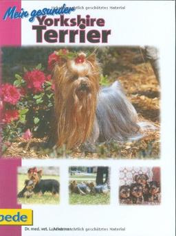 Mein gesunder Yorkshire Terrier