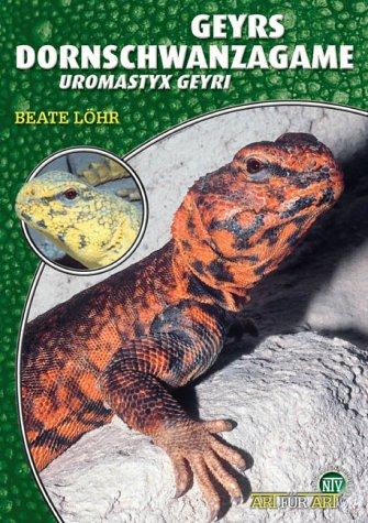 Geyrs Dornschwanzagame: Uromastyx geyri