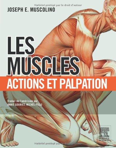 Les muscles : action et palpation