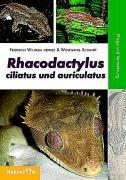 Rhacodactylus ciliatus und auriculatus: Pflege und Vermehrung