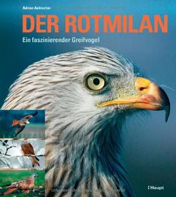 Der Rotmilan: Ein faszinierender Greifvogel