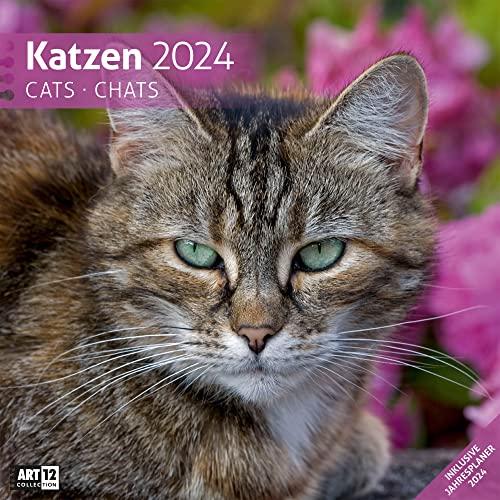 Katzen 2024, Wandkalender / Broschürenkalender im Hochformat (aufgeklappt 30x60 cm) - Geschenk-Kalender mit Monatskalendarium zum Eintragen