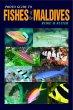 Photo Guide to Fishes of the Maldives (Springfield Atoll Editions)