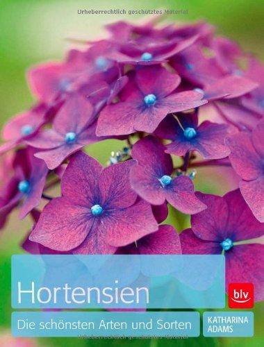 Hortensien: Die schönsten Arten und Sorten