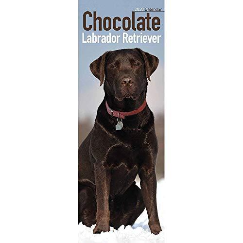 Chocolate Labrador Retriever Slim Calendar 2020