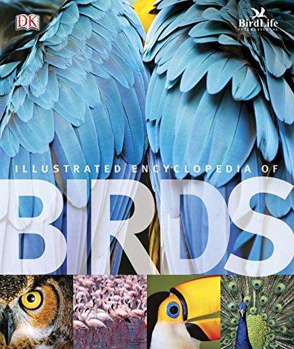 The Illustrated Encyclopedia of Birds (Dk)