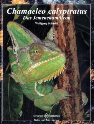 Chamaeleo calyptratus. Das Jemen-Chamäleon