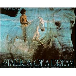 Stallion of a Dream