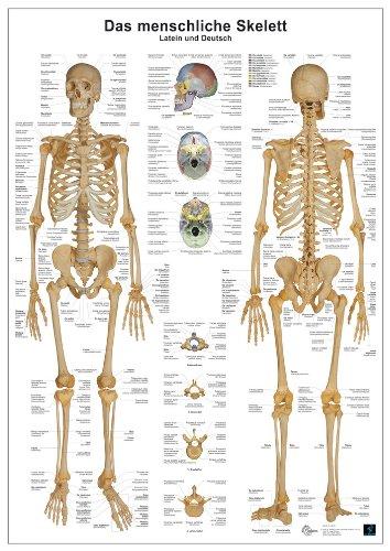 Das menschliche Skelett: Anatomie-Lerntafel