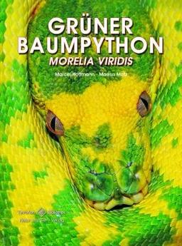 Grüner Baumpython: Morelia viridis