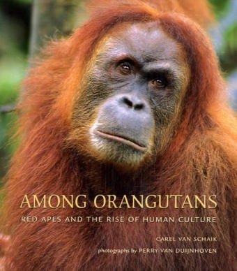 Among Orangutans: Red Apes and the Rise of Human Culture