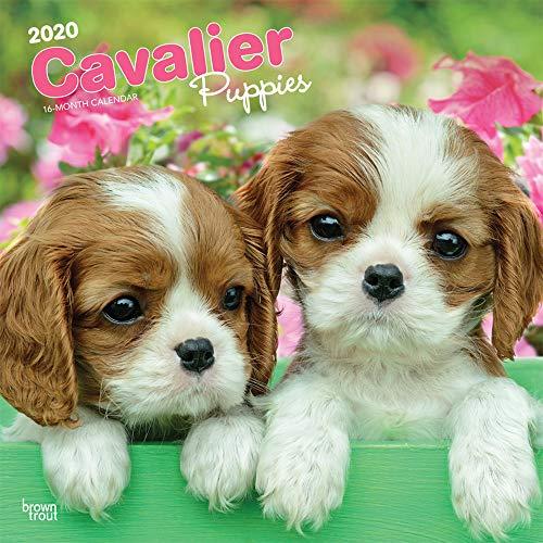 Cavalier King Charles Spaniel Puppies - Cavalier King Charles Spaniel Welpen 2020 - 16-Monatskalender mit freier DogDays-App: Original BrownTrout-Kalender [Mehrsprachig] [Kalender] (Wall-Kalender)