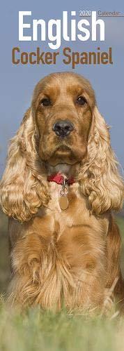 English Cocker Spaniel 2020: Original Avonside-Kalender - Slimline [Mehrsprachig] [Kalender] (Slimline-Kalender)