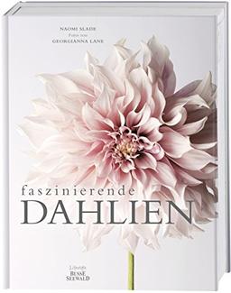 Faszinierende Dahlien