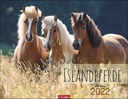 Islandpferde Kalender 2022 - Tierkalender - Wandkalender mit internationalem Monatskalendarium - 12 Farbfotos - 44 x 34 cm