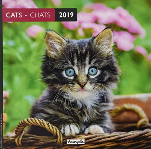 Aquarupella 2019 Cats: Chats