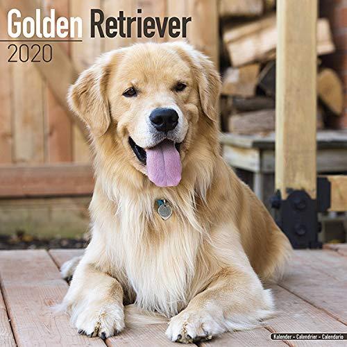 Avonside Publishing Ltd: Golden Retriever Calendar 2020